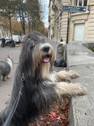 Deckrüde Bearded Collie Malte vom Therapie Hunde Hof Greifswald