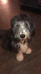 Deckrüde Bearded Collie Malte vom Therapie Hunde Hof Greifswald