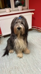 Deckrüde Bearded Collie Malte vom Therapie Hunde Hof Greifswald