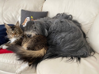 Deckrüde Bearded Collie Malte vom Therapie Hunde Hof Greifswald