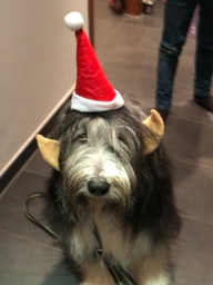 Deckrüde Bearded Collie Malte vom Therapie Hunde Hof Greifswald