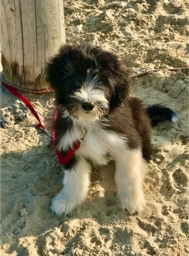 Deckrüde Bearded Collie Malte vom Therapie Hunde Hof Greifswald