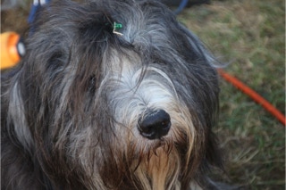Deckrüde Bearded Collie Malte vom Therapie Hunde Hof Greifswald