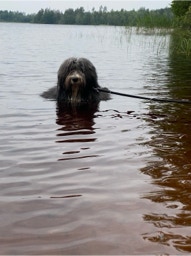 Deckrüde Bearded Collie Malte vom Therapie Hunde Hof Greifswald