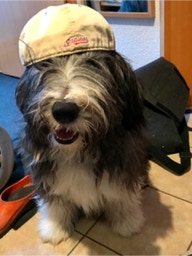 Deckrüde Bearded Collie Malte vom Therapie Hunde Hof Greifswald