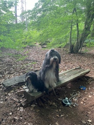 Deckrüde Bearded Collie Malte vom Therapie Hunde Hof Greifswald
