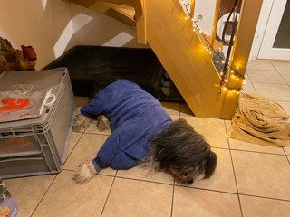 Deckrüde Bearded Collie Malte vom Therapie Hunde Hof Greifswald