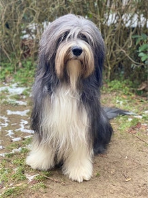 Malte vom Therapie Hunde Hof Deckrüde Zucht Greifswald