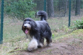 Deckrüde Bearded Collie Malte vom Therapie Hunde Hof Greifswald